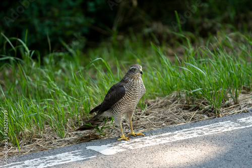 sparrowhawk