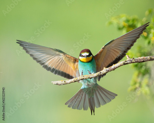 European bee-eater 