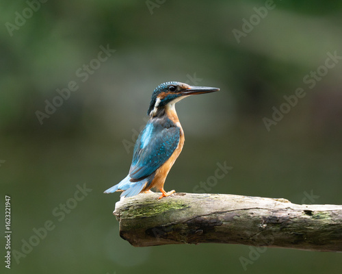 kingfisher, bird, wildlife, blue, green, nature, animal, colorful