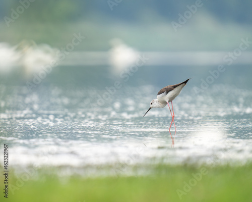 Black-winged stilt