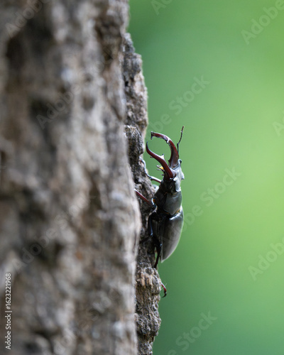 Stag beetle