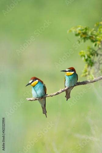 European bee-eater 