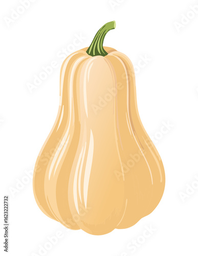 Butternut Squash Whole Organic Produce - Vector Illustration