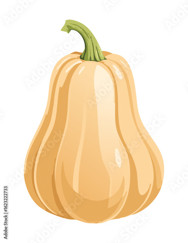 Organic Butternut Squash Whole Vegetable - Vector Illustration

