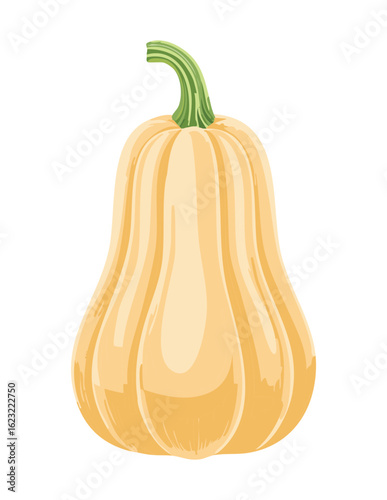 Fresh Butternut Squash Whole Vegetable - Vector Illustration