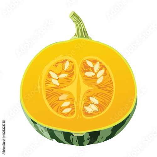 Cut Butternut Squash Vegetable Closeup - Vector Illustration