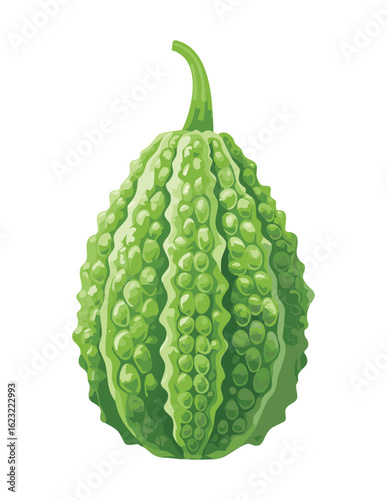 Bumpy Organic Green Bitter Gourd - Vector Illustration