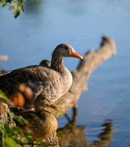 goose on the lake