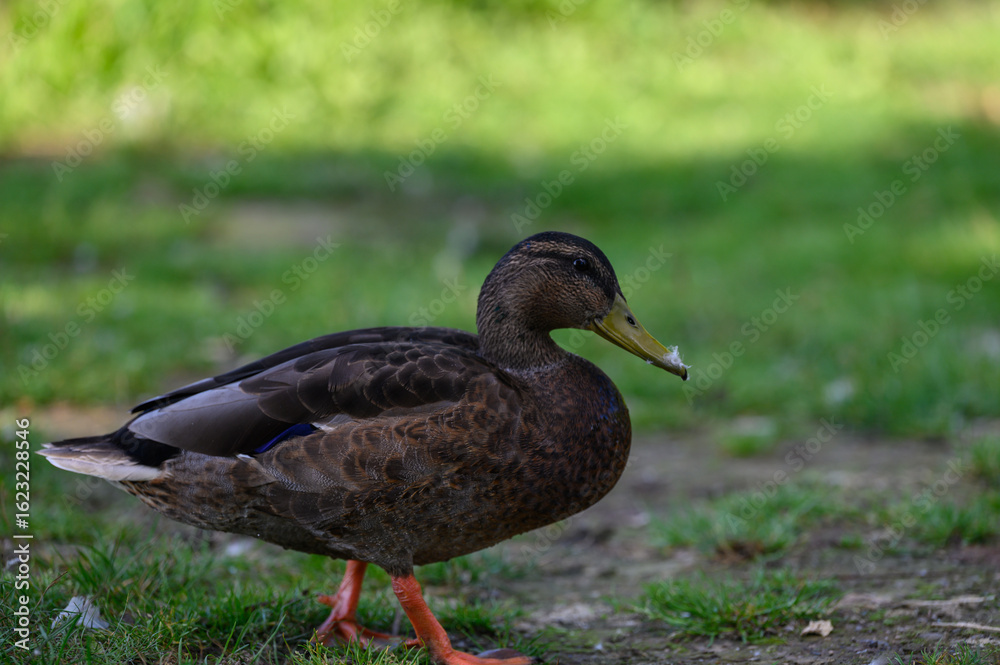 duck on the grass duck on the grass