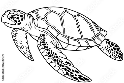 coloring page line art the hawksbill turtle black vector