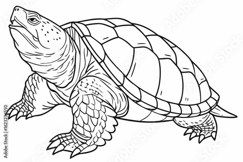coloring page line art the snapping turtle black vector