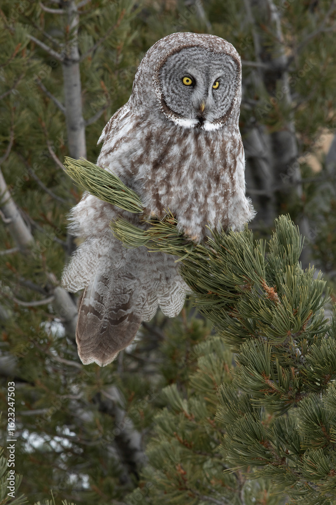 Fototapeta premium Great Grey Owl in conifer tree with soft light, profile view