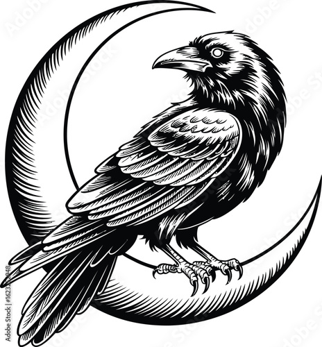 Raven on Crescent Moon Illustration crow bird