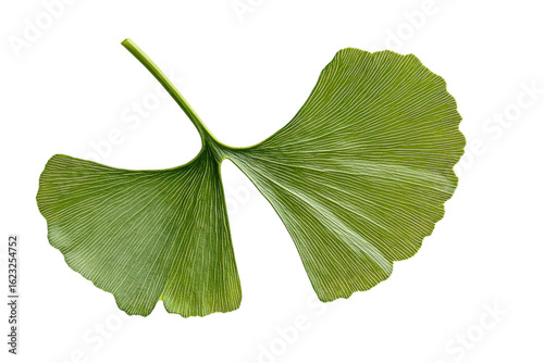 A single vibrant green ginkgo biloba leaf showcasing its unique fan shape and intricate vein patterns isolated on transparent background