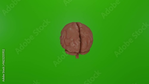 3D realistic human brain model rotating 360 degrees on vibrant chroma key green screen, dynamic spinning motion on alpha channel background, detailed brain anatomy, medical , scientific visualization.