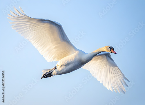 white swan in flight