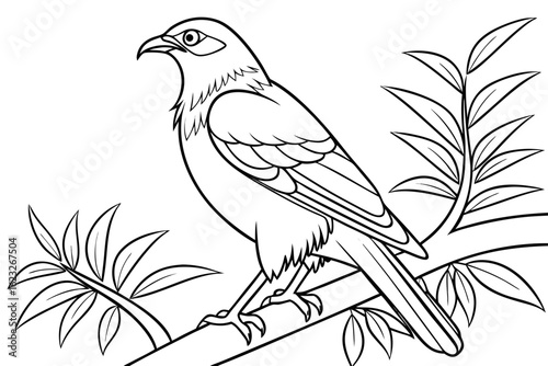 coloring page line art the mynah black vector