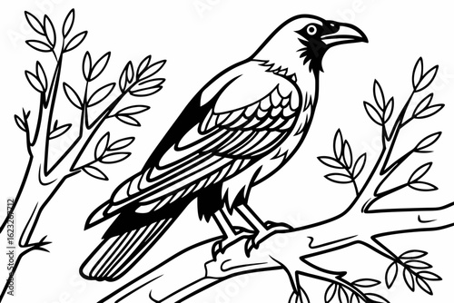 coloring page line art the mynah black vector