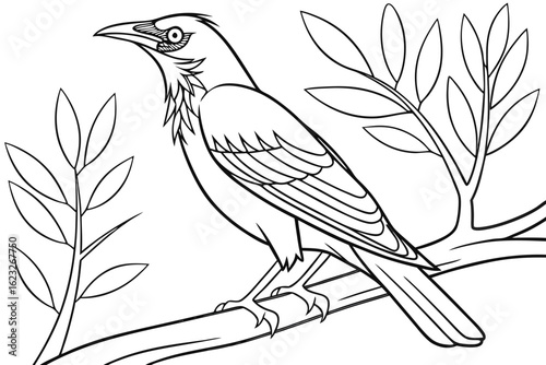 coloring page line art the mynah black vector