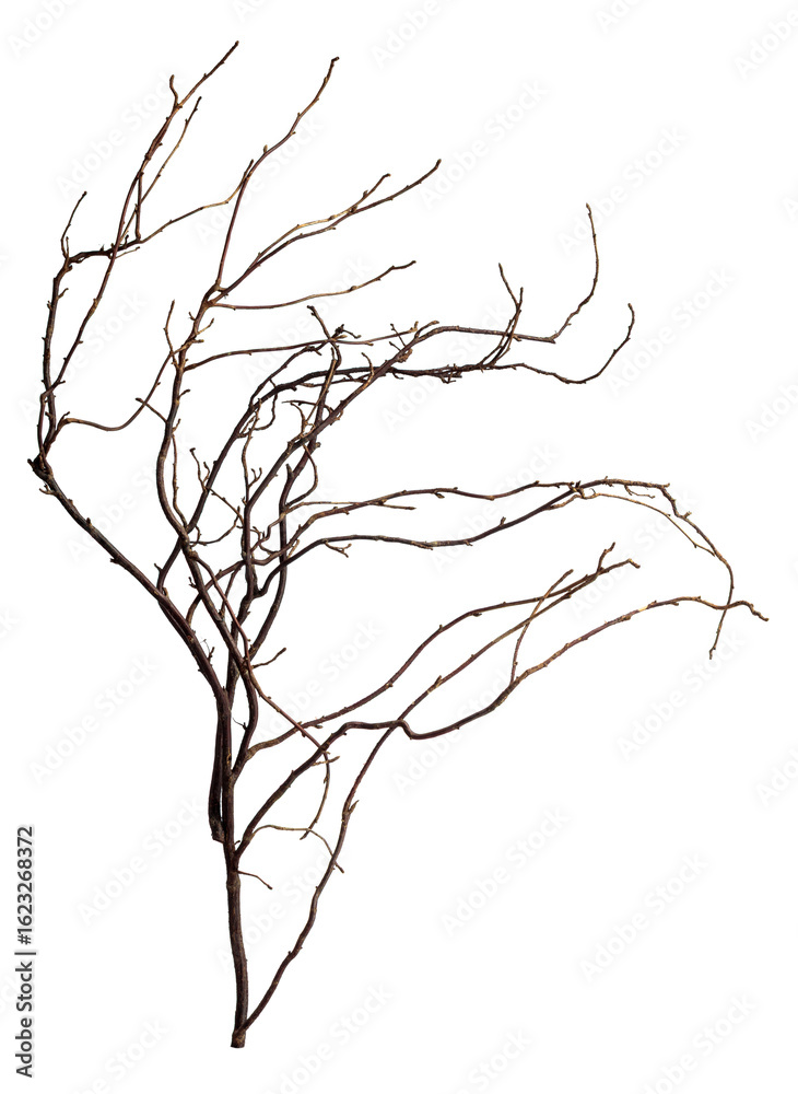Obraz premium The intricately entwined withered branch of a bush on a white background.