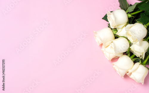 白薔薇背景