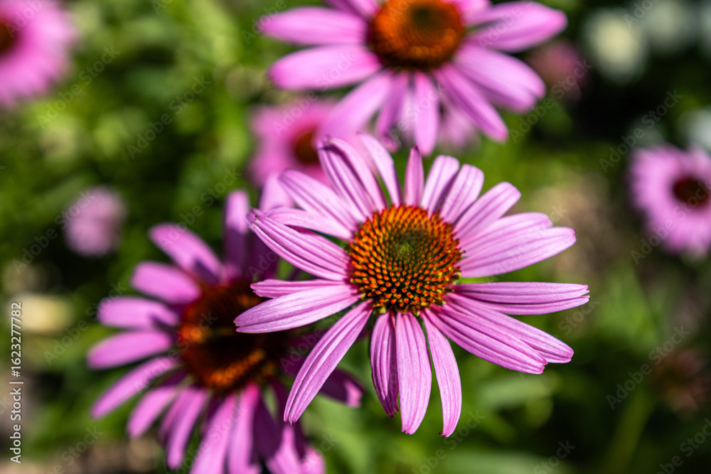 A cluster of blooming Echinacea (Sonnenhut) flowers, showcasing their vibrant colors and natural beauty. A cluster of blooming Echinacea (Sonnenhut) flowers, showcasing their vibrant colors and natural beauty.