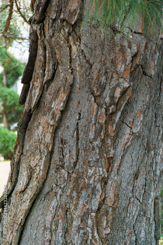 Characteristic twisted bark of Pitsunda pine Pinus brutia pityusa with textured bark, showcasing natural patterns and moss growth. Embankment of the sea resort town of Gelendzhik. Close-up Characteristic twisted bark of Pitsunda pine Pinus brutia pityusa with textured bark, showcasing natural patterns and moss growth. Embankment of the sea resort town of Gelendzhik. Close-up