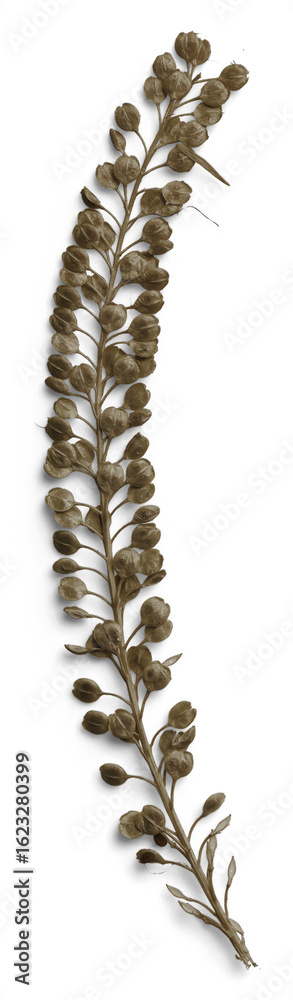 Umber Pressed Basil Seeds Umber Pressed Basil Seeds