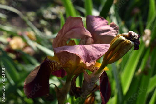 iris in the garden