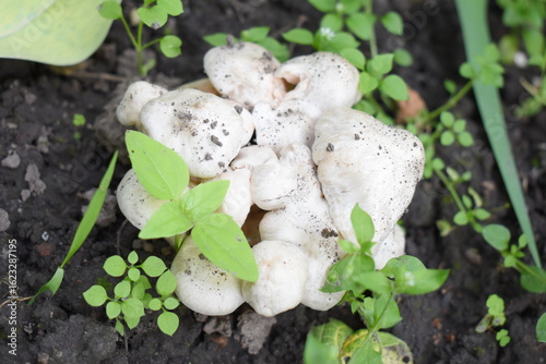 mushroom in the forest