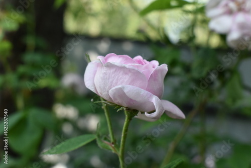 pink rose close up