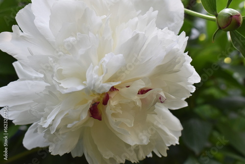 white peony flower