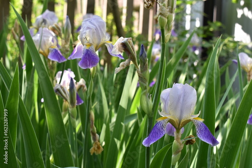 purple iris flowers in the garden
