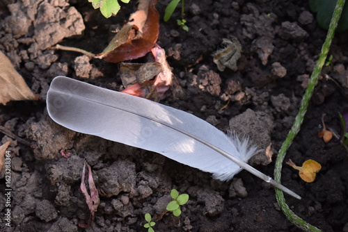 feather of a bird