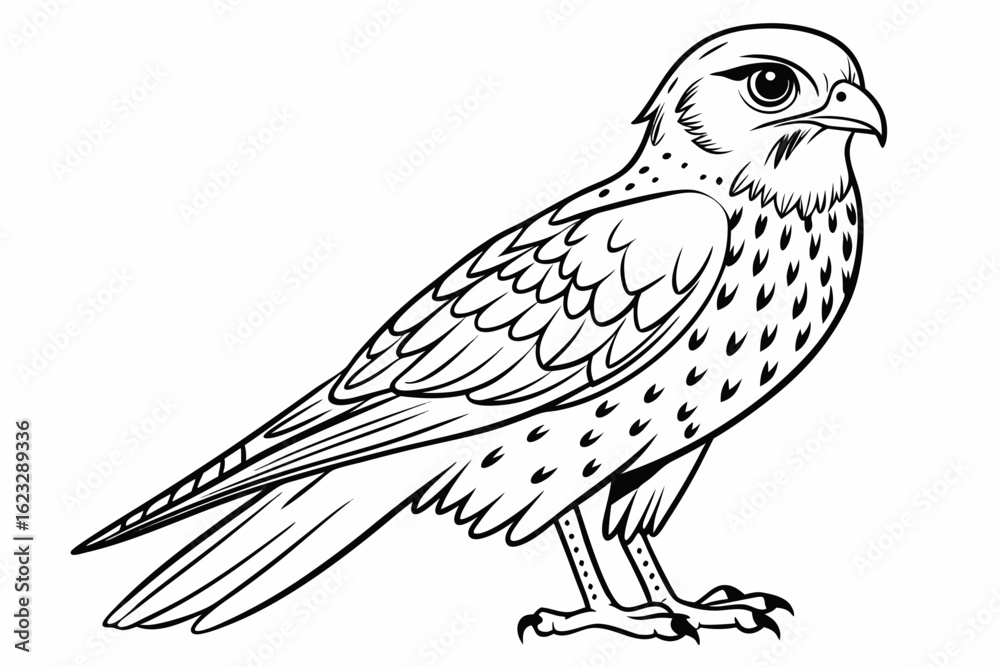 Fototapeta premium coloring page line art the kestrel black vector