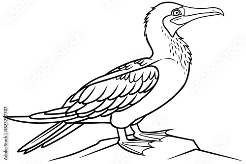 coloring page line art the booby black vector