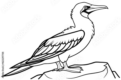 coloring page line art the booby black vector