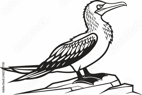 coloring page line art the booby black vector