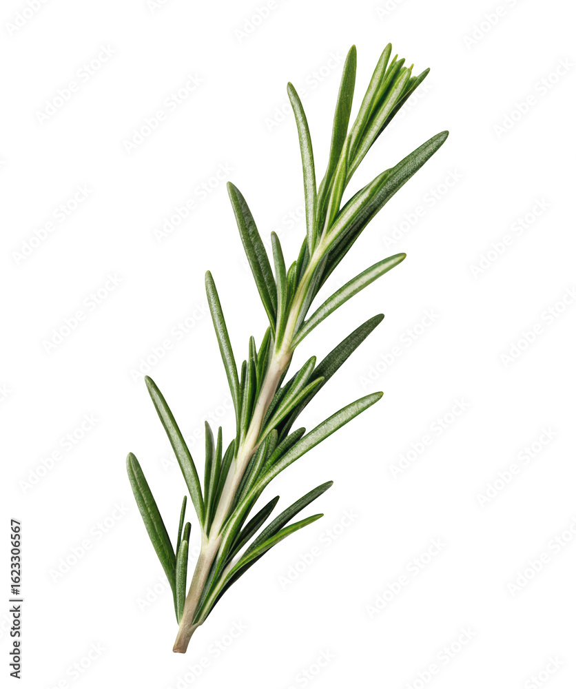 Fototapeta premium Fresh rosemary sprig isolated on clean transparent background in PNG ideal for culinary uses, natural food styling, herbal recipes, and organic kitchen visuals