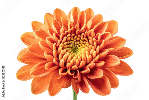 Vibrant orange chrysanthemum bloom with delicate petals detailed and clear isolated on transparent background