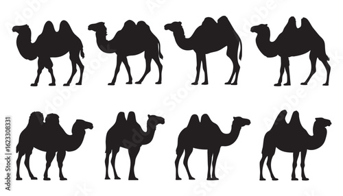 Eight Black Camel Silhouettes On White Background dromedary Bactrian camel