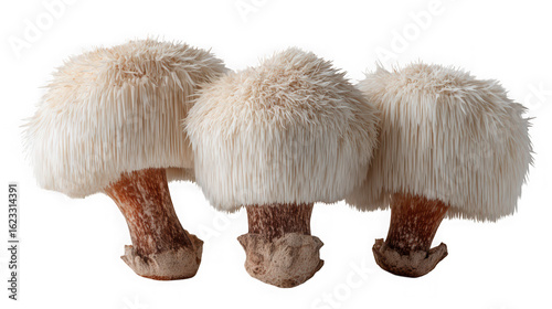 Three lions mane mushrooms are displayed against a transparent background showing their unique texture and shape