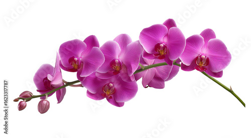 Cute purple orchid flowers isolated on a transparent background in PNG format.