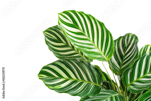 Vibrant green calathea zebra plant leaves with distinctive white stripes isolated on transparent background