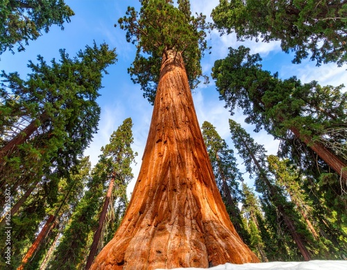 Giant sequoia reaching for the sky in sequoia national park