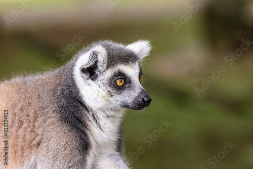 Ring-tailed lemur
