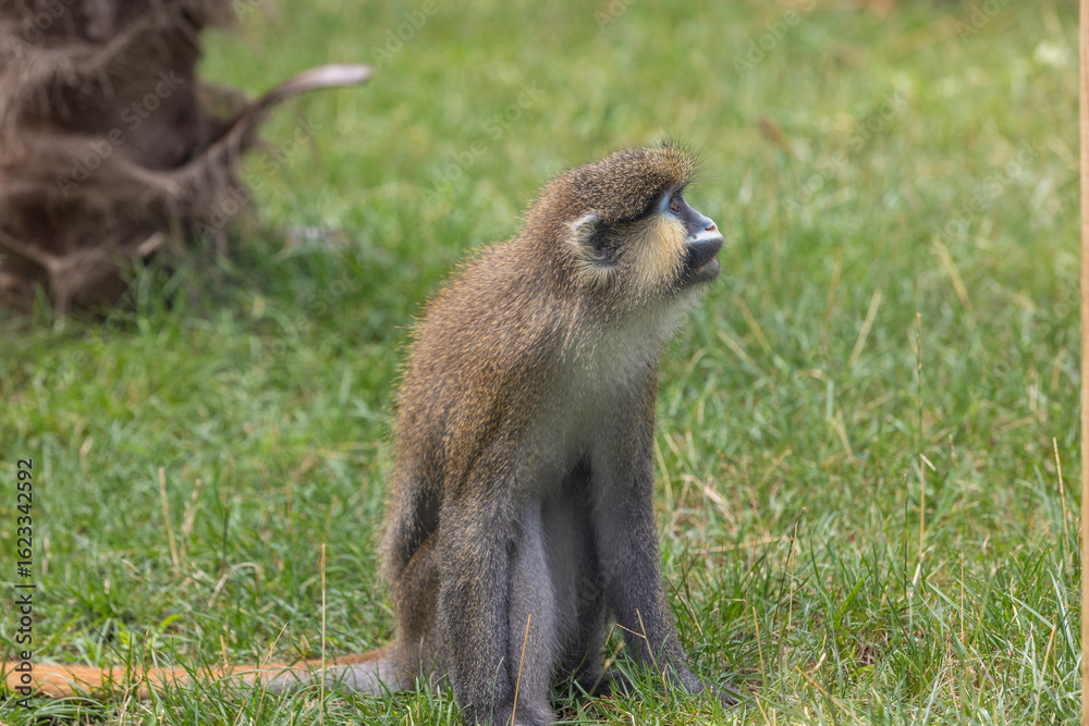 Obraz premium Moustached guenon