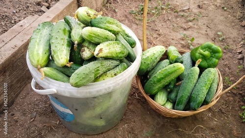 Fresh cucumbers in a bucket and basket, harvested from the garden