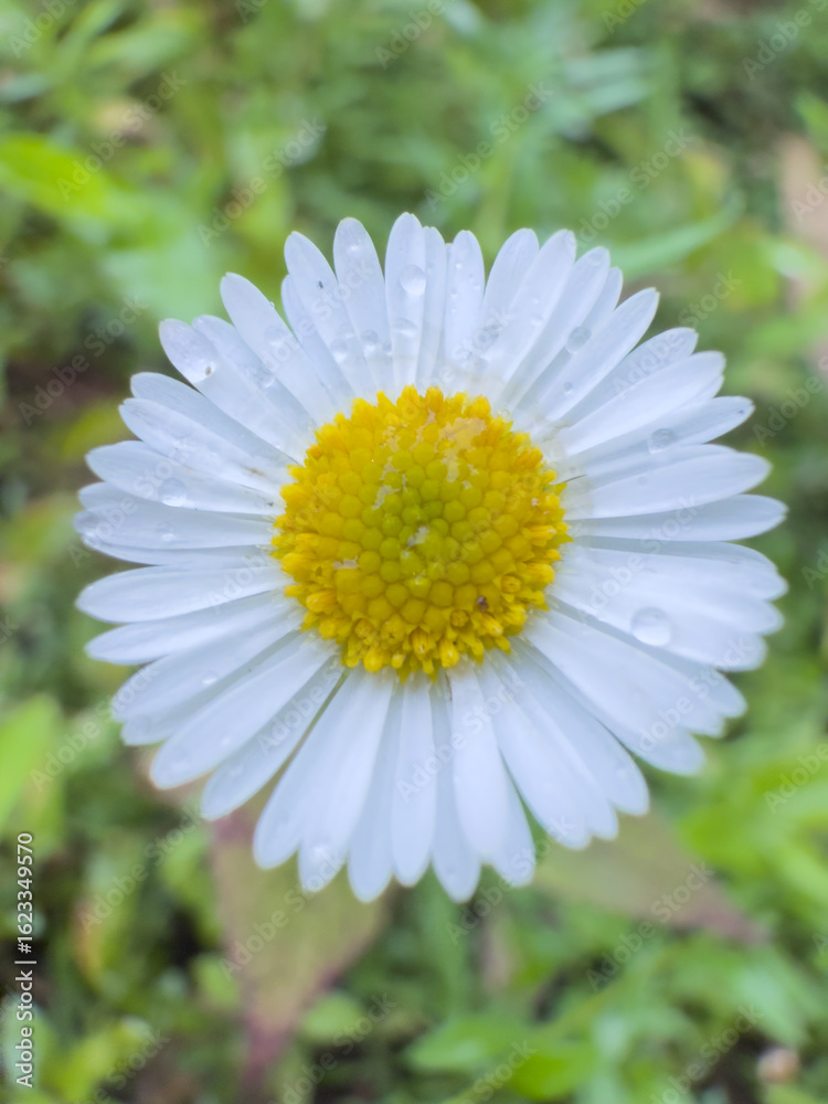Obraz premium Beautiful White Daisy with Dew Drops: Stunning Nature Photography 2025