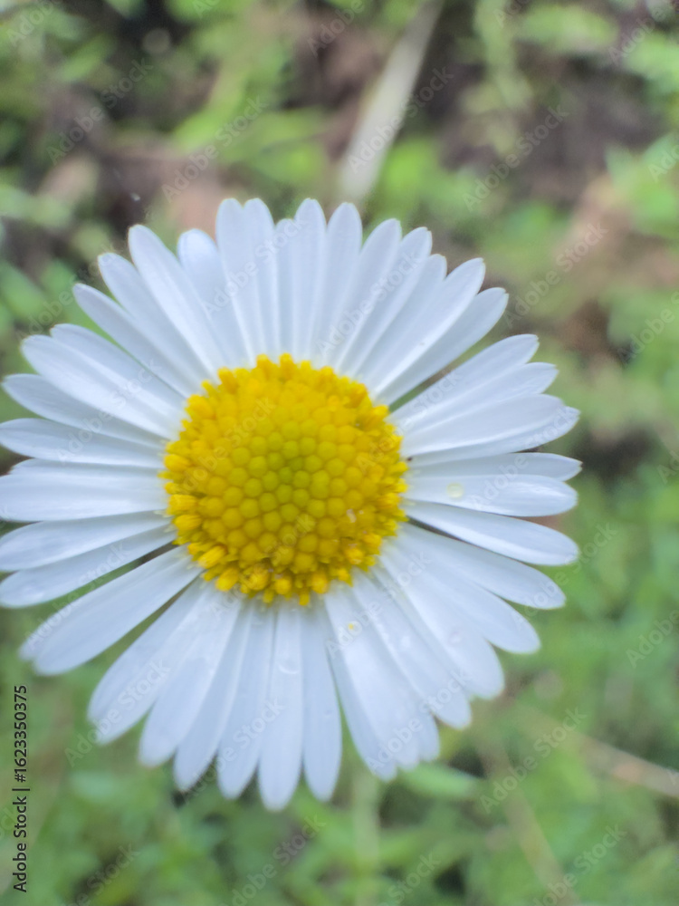Fototapeta premium Beautiful White Daisy with Dew Drops: Stunning Nature Photography 2025